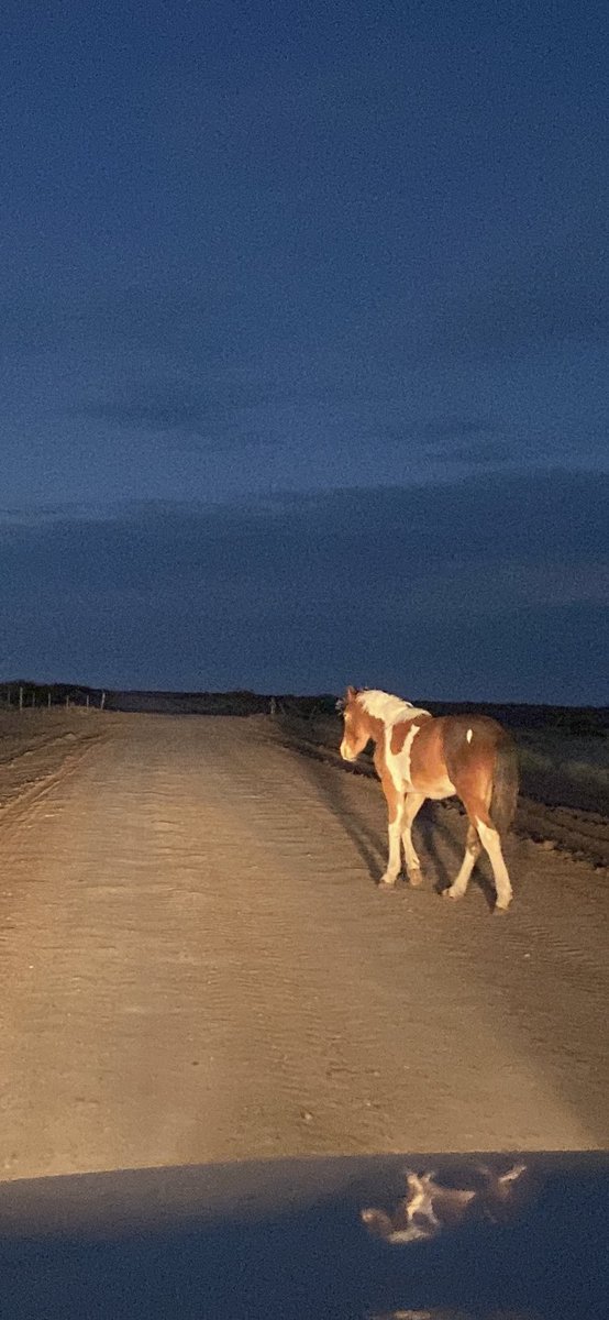 maxijonas's tweet photo. Ruta 1 al amanecer.

#Chubut https://t.co/OtZ6kijFRF