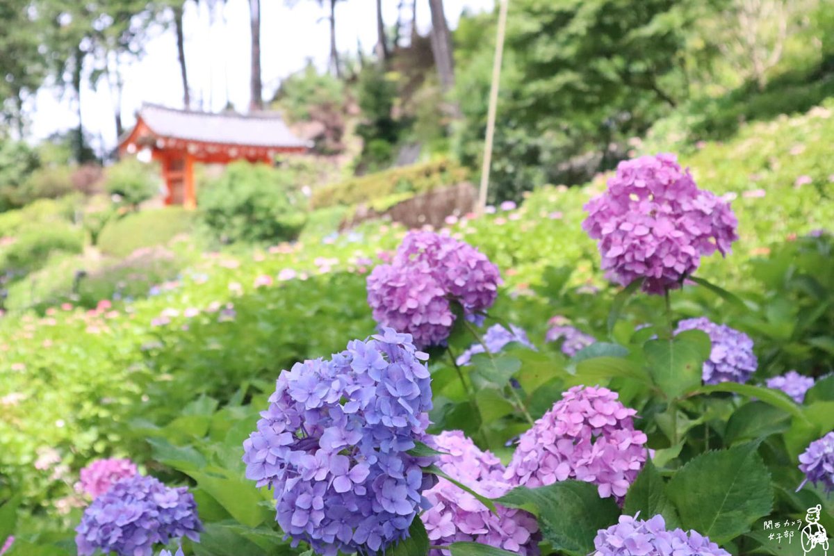 kansaiphotogirl's tweet photo. 関西カメラ女子部メンバーphoto✨
紫陽花寺は今季も素敵にあじさい園を開催。
宇治市の三室戸寺
https://t.co/c6YNL9gZVU
#関西カメラ女子部 #京都 #宇治 #三室戸寺 #紫陽花寺 #あじさい園 #初夏
#kyoto #uji #mimurotoji #hydrangea #hydrangeagarden #temple #earlysummer #camera #kansaiphotogirl https://t.co/m0w6nnstx0