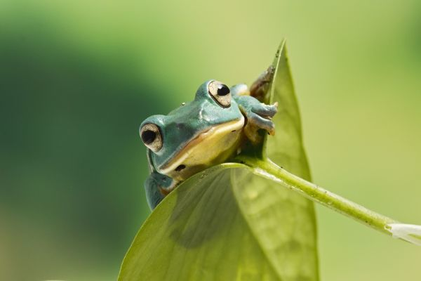 Robby_Tweets's tweet photo. He has been placed on administrative leaf pending an investigation into allegations of corporate frog. https://t.co/9nqVuZCOtG