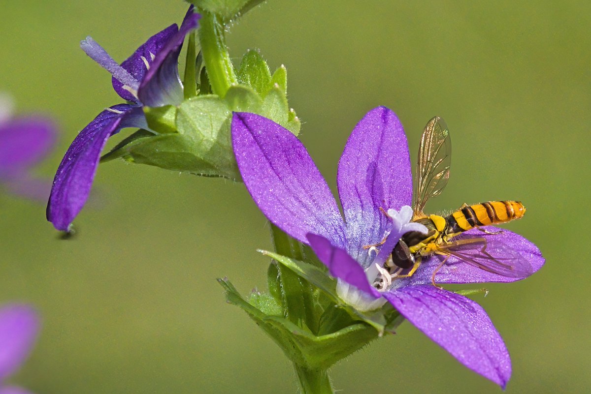 AstaPappataci's tweet photo. おやすみなさい😴
ミナミヒメヒラタアブ＆キキョウソウ

#ミナミヒメヒラタアブ
#marmaladehoverfly
#印度細腹食蚜蠅
#Sphaerophoria_indiana

#キキョウソウ
#commonvenuslookingglass
#异檐花
#Triodanis_perfoliata https://t.co/Rr95VLSUMQ