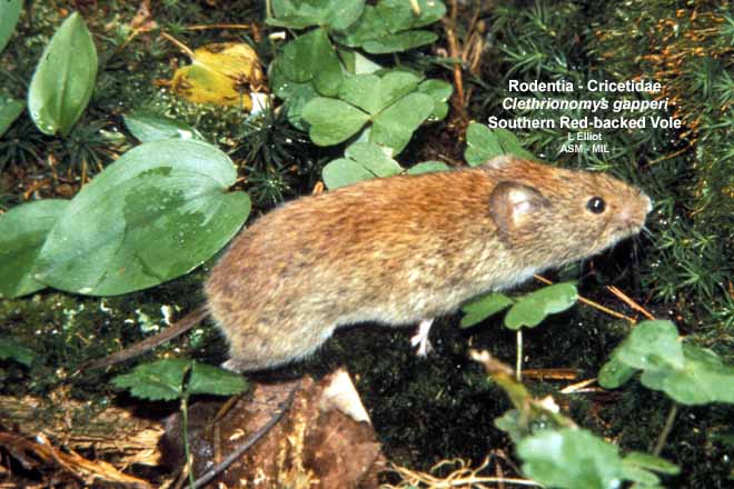 Mammalogists's tweet photo. Post-fire salvage logging alters impacts of recent wildfire on small mammal communities in summer #ASMreads #mammals
https://t.co/9B8f6AFLHq https://t.co/r6V3ga5caK