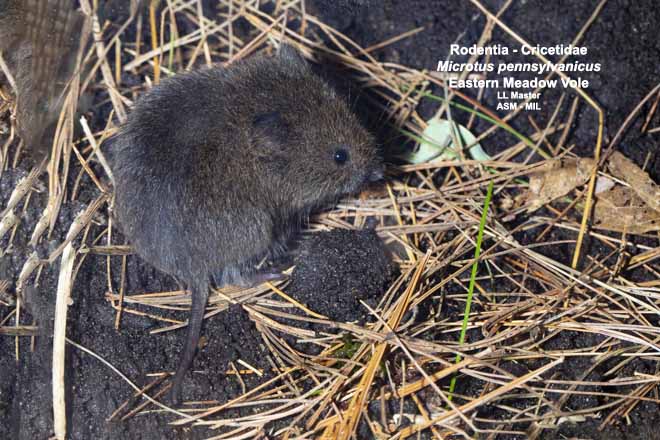 Mammalogists's tweet photo. Post-fire salvage logging alters impacts of recent wildfire on small mammal communities in summer #ASMreads #mammals
https://t.co/9B8f6AFLHq https://t.co/r6V3ga5caK