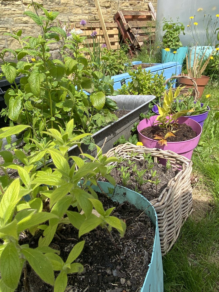 HalifaxAcademy_'s tweet photo. Perfect day for #gardeningclub to start! The Commanders House garden looking beautiful in the sunshine today. As well as lots of flowers, we have lettuce, chard, tomatoes, courgettes, beans, carrots, broccoli, beetroot, spinach &amp; more... 🥦🥕🍅 #cocurricular #gardening #wellbeing https://t.co/U1u4dPYBqL