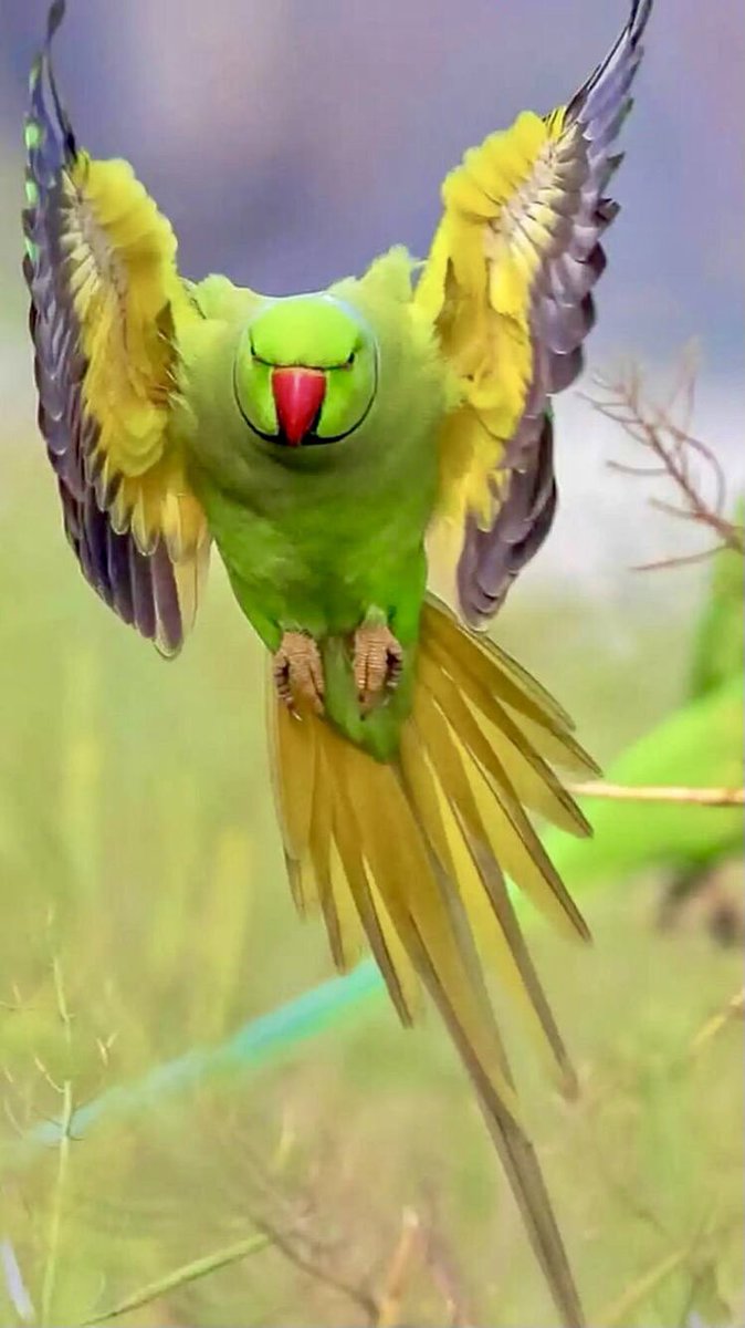 Maria69522572's tweet photo. 🌿
La #Libertad no se negocia,
es una condición esencial del espíritu y sin ella no #existes..!!!
🌿🌿🌿 https://t.co/kZ03u3vKn4