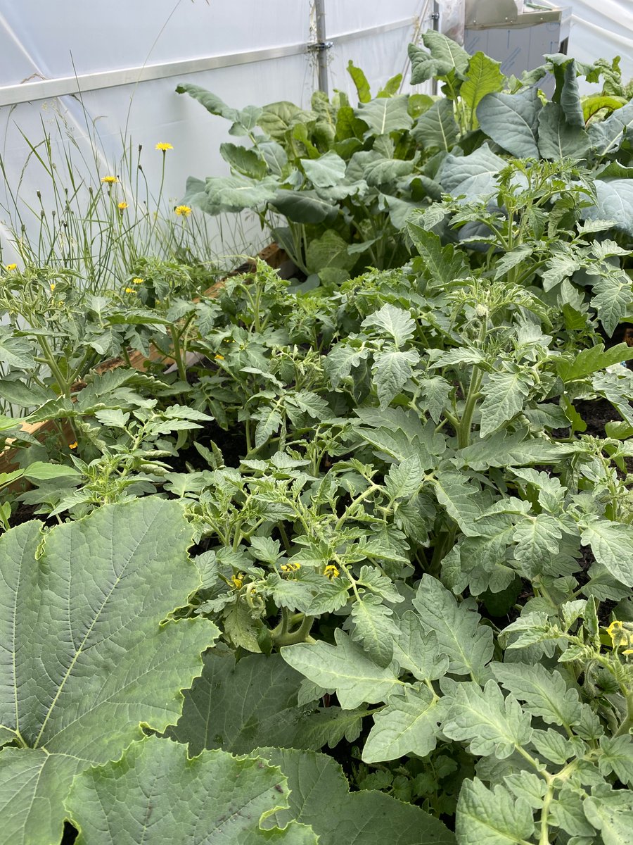 HalifaxAcademy_'s tweet photo. Perfect day for #gardeningclub to start! The Commanders House garden looking beautiful in the sunshine today. As well as lots of flowers, we have lettuce, chard, tomatoes, courgettes, beans, carrots, broccoli, beetroot, spinach &amp; more... 🥦🥕🍅 #cocurricular #gardening #wellbeing https://t.co/U1u4dPYBqL