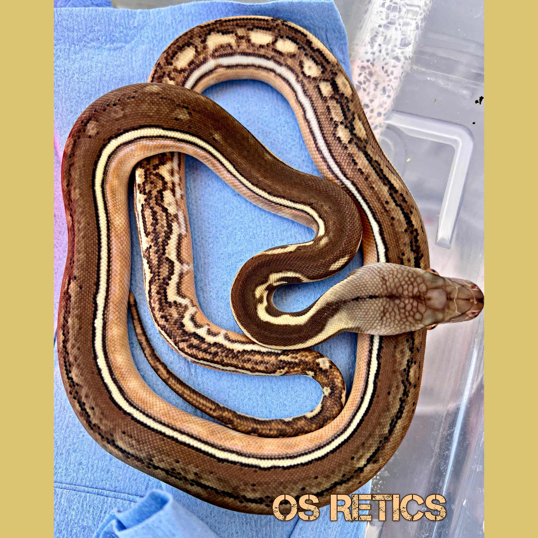 Super Tiger Reticulated Python