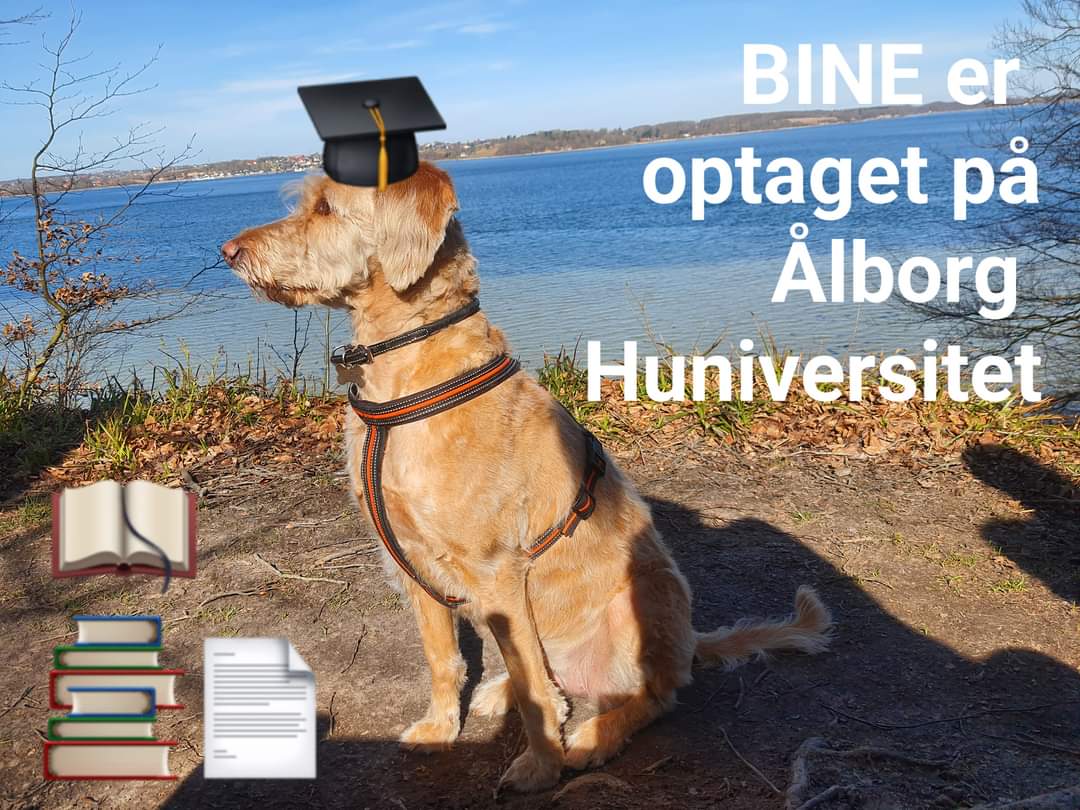 PrivatNissen's tweet photo. 🙂 Til efteråret er jeg optaget på et enkeltfag fra kandidatuddannelsen i Psykologi på @komaau: Introduktion til #dyreassisteret #pædagogik, #terapi og #rehabilitering.
#efterogvidereuddannelse #uddannelse #psykologi #psykoterapi #terapihund #servicehund https://t.co/utO9Si9vjR