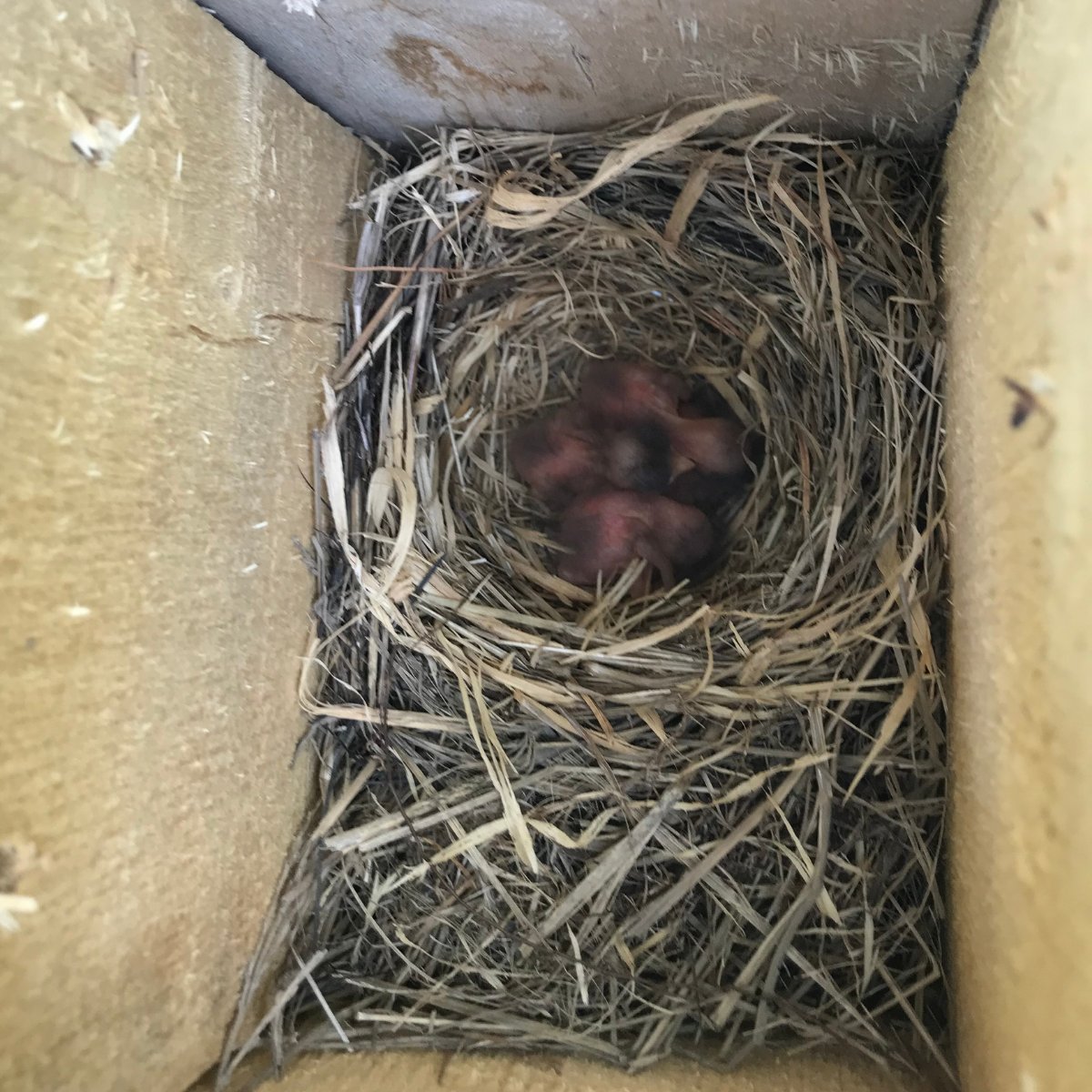 bostonareaglean's tweet photo. Progression of a bluebird nesting box at our farm over three weeks. Fingers crossed as we hope for four successful fledglings!

In case you missed it, check out our June newsletter to learn more about our bird monitoring work, job opportunities, and more: https://t.co/EpBALB8490 https://t.co/3KVBkaT05s