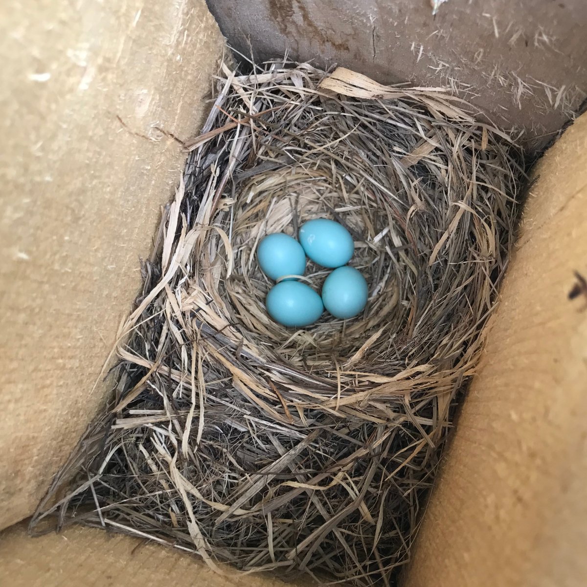bostonareaglean's tweet photo. Progression of a bluebird nesting box at our farm over three weeks. Fingers crossed as we hope for four successful fledglings!

In case you missed it, check out our June newsletter to learn more about our bird monitoring work, job opportunities, and more: https://t.co/EpBALB8490 https://t.co/3KVBkaT05s
