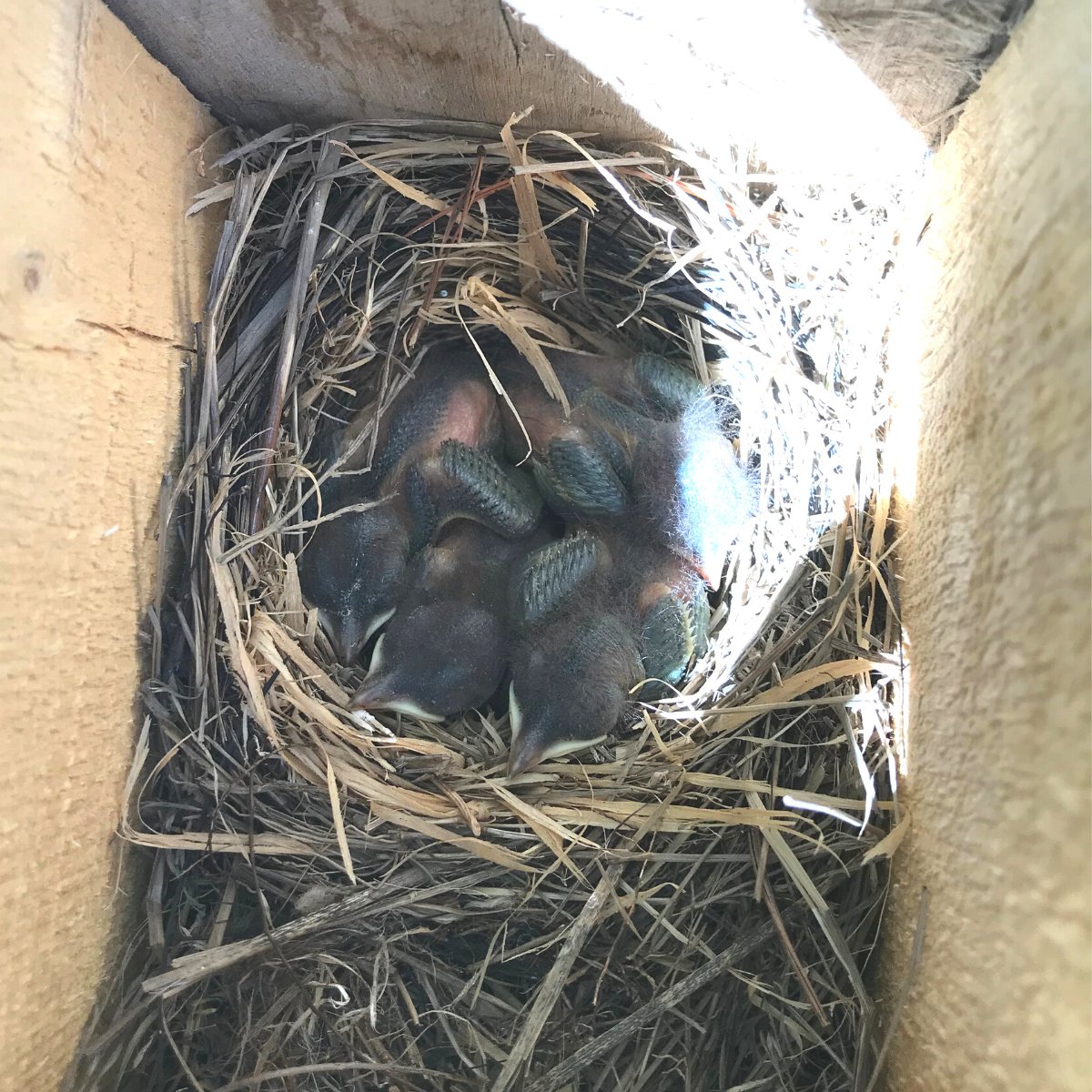 Progression of a bluebird nesting box at our farm over three weeks. Fingers crossed as we hope for four successful fledglings!

In case you missed it, check out our June newsletter to learn more about our bird monitoring work, job opportunities, and more: conta.cc/3GUMRCD