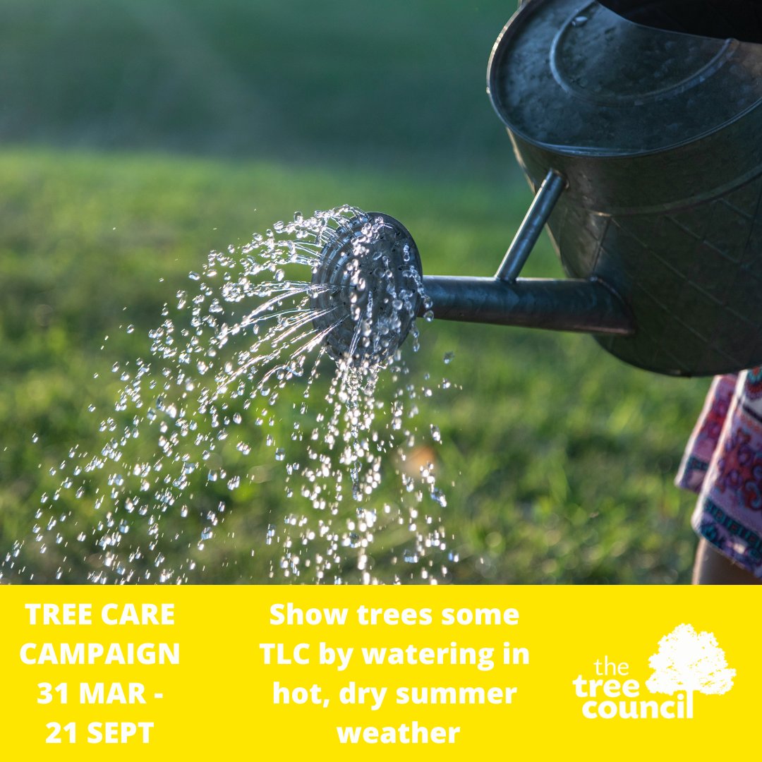 TheTreeCouncil's tweet photo. 🌳🌞💧 It's hot and dry out there! Help trees and hedgerows stay healthy throughout the summer, especially if they’re newly planted by watering heavily 2/3x a week in the am or pm. More #TreeCare tips: https://t.co/6Zx6Wc3Rii #TreeTLC #TreeCareSeason #Summer #Trees #ClimateChange https://t.co/5y91NoCD0A