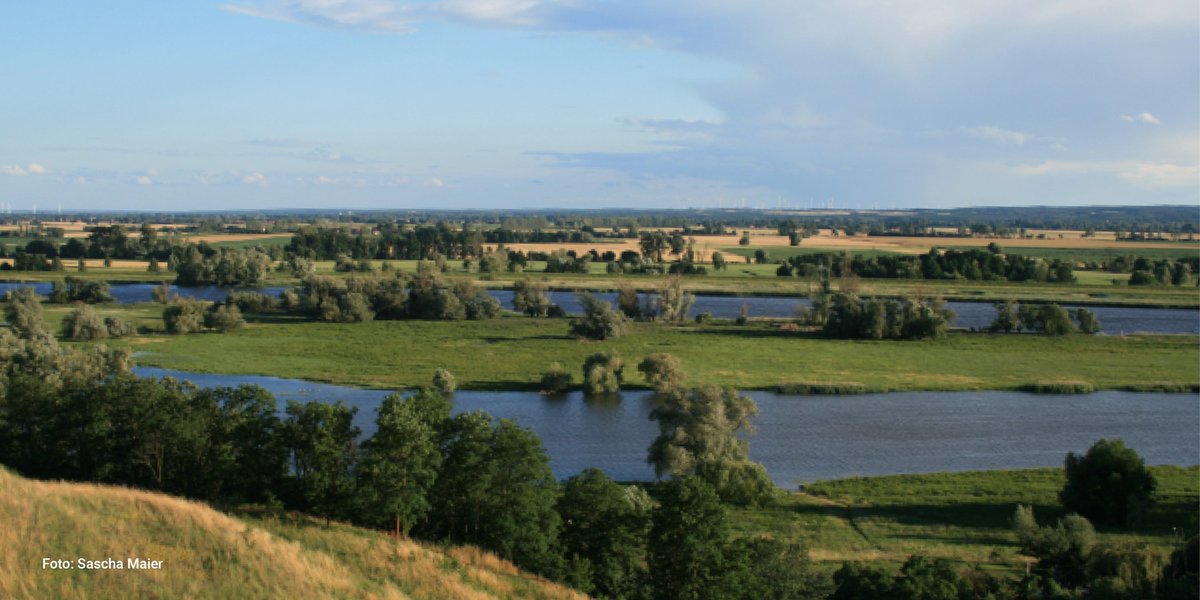 naturschutzring's tweet image. Mit @NABU_de und  @BUNDBrandenburg haben wir heute ein wichtiges Urteil gegen den Ausbau der Oder erstritten!👩‍⚖️Die freifließende Oder mit ihren bedeutsamen Leistungen für Ökosysteme und den natürlichen Klimaschutz bleibt damit vorerst gesichert!👉bit.ly/3xoIOKp #SaveOder