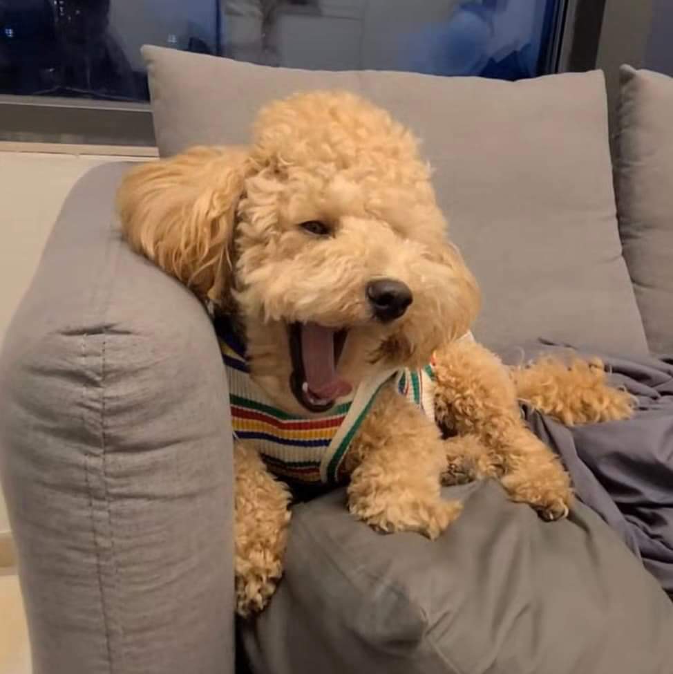 smilewithmiso's tweet photo. New clothes yeaaaaaah! 🐾🐶🐕 #cute #smilewithmiso #dogsoftwitter https://t.co/QJsV3u8zhy
