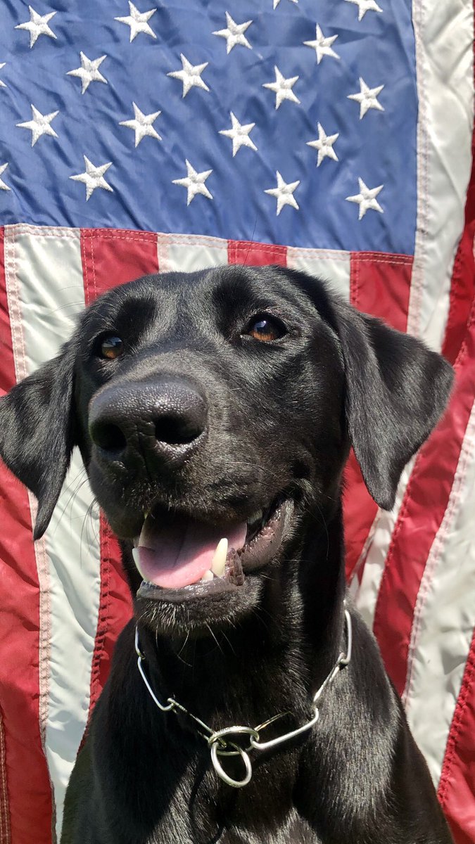 Happy Flag Day… 🇺🇸🐾