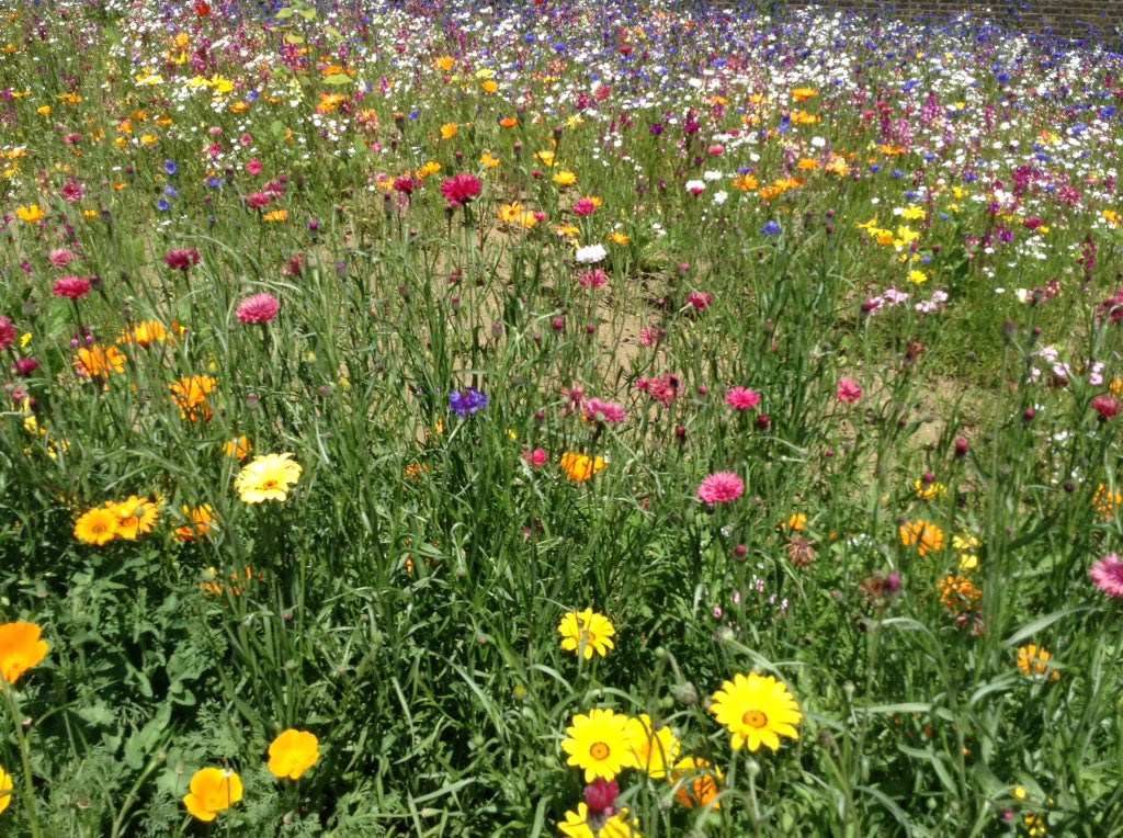 bonnin_mrs's tweet photo. A fantastic day with Gardening Club at the Tower of London Superbloom. Our jubilee garden will look just like that this! https://t.co/w7IuE00h5k