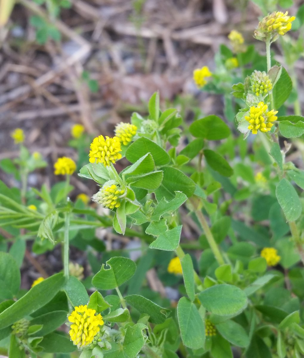 UteSchmid's tweet photo. Lots of #yellow #clover #yellowclover #wildflowers #wildflowersofontario growing at #CardenAlvarProvincialPark @OntarioParks amongst the several other varieties. #ResidentialTourist #Snowflakelady https://t.co/mhMv15ZXbV