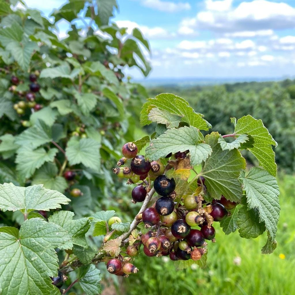 The crop is some way away from harvest but things are looking promising