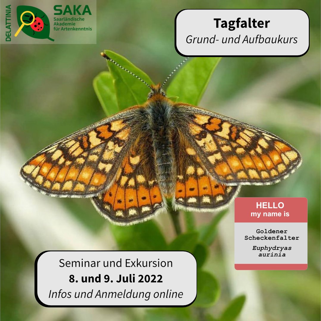 artenkenntnis's tweet photo. Die phantastische Welt der Tagfalter und ihrer Lebensräume schauen wir uns in einem zweitägigen Kurs genauer an.
Infos und Anmeldung: https://t.co/S62yNtz7gl
#biologischevielfalt #biodiversity #bpbv #foertax #lepidoptera #tagfalter #artenkenntnis #speciesliteracy https://t.co/Lc1eB9Gg5A