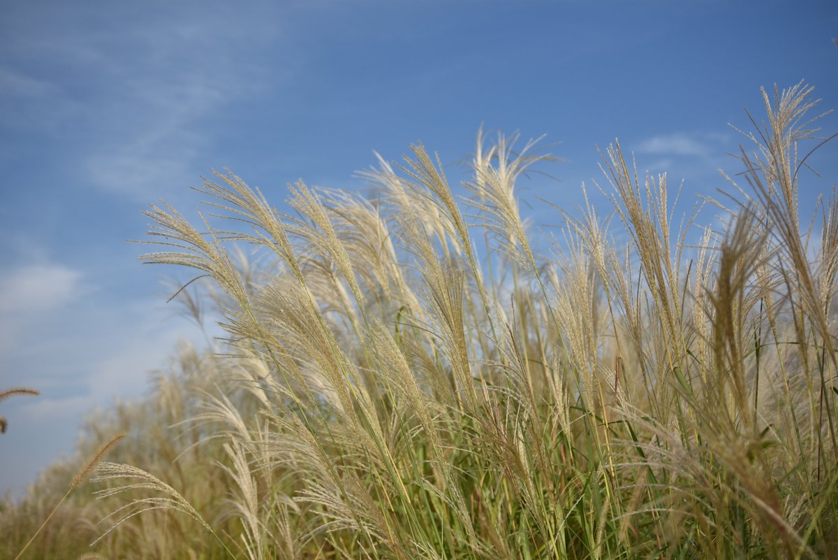CABBI (@cabbibio) on Twitter photo CABBI partner AGgrow Tech is featured in a <a href="/dcachicken/">Delmarva Chicken Association</a> cover story about farmers growing #miscanthus for chicken bedding! Farmers say it’s better for agriculture, chickens & the environment. 🐔
CABBI's #Sustainability team will help assess the fields!
➡️ dcachicken.com/media/docs/del… CABBI partner AGgrow Tech is featured in a <a href="/dcachicken/">Delmarva Chicken Association</a> cover story about farmers growing #miscanthus for chicken bedding! Farmers say it’s better for agriculture, chickens & the environment. 🐔
CABBI's #Sustainability team will help assess the fields!
➡️ dcachicken.com/media/docs/del…
