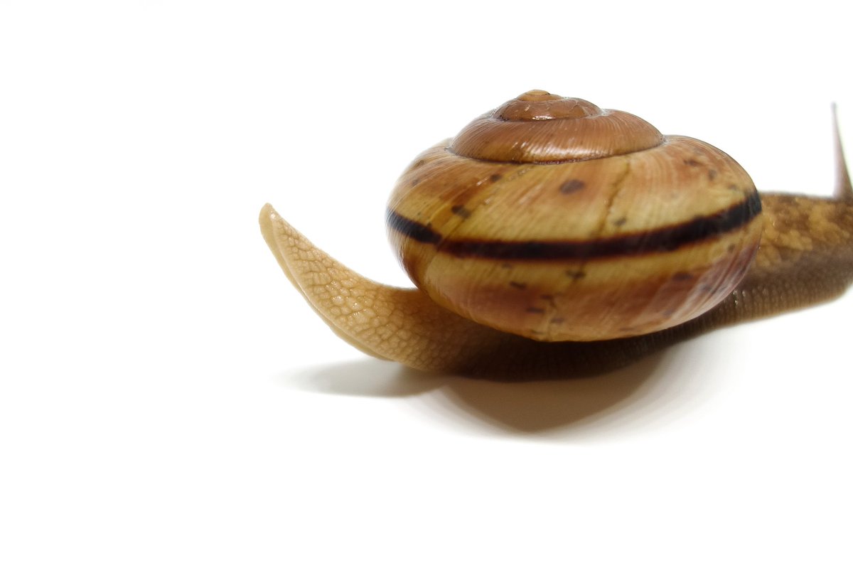 snqlien's tweet photo. Snail tail 🐌💚 https://t.co/KImr4Idmaj