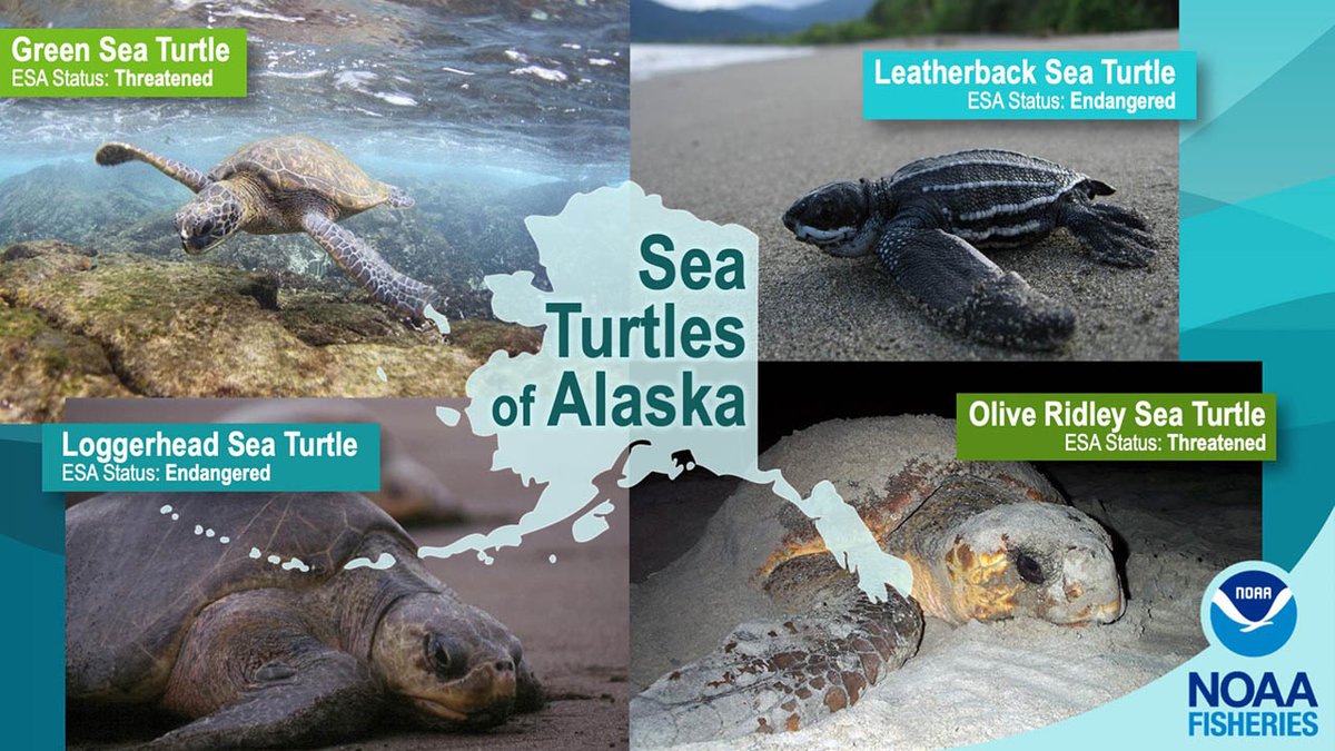 #DYK we have FOUR species of #seaturtles known to visit the waters of #Alaska? Keep an eye out for these special guests of our seas and shores!  Find out more about #seaturtles in #Alaska: go.usa.gov/xJnVV