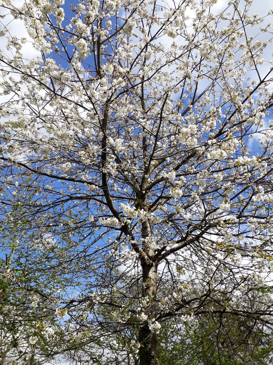 MrPB_Esq's tweet photo. 🐻💚🍒🌳 through the year... ❤
Stay safe ❤
#30DaysWild 💚
#BlossomWatch 🌸
#AutumnWellbeing 🍃🍂🍁
#MentalHealthMatters 💙 https://t.co/P0TaxKTLoB