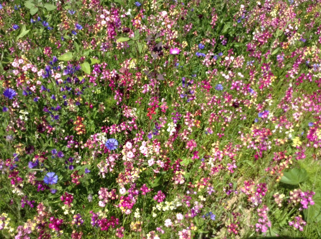 bonnin_mrs's tweet photo. Sliding into Superbloom at the Tower of London with Gardening Club. https://t.co/7BpaurUaVz