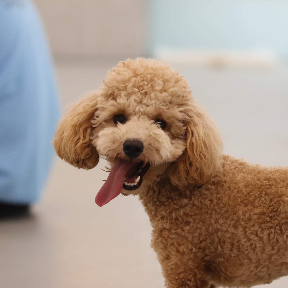 smilewithmiso's tweet photo. I'm so cheeky I can't help but make my family smile ☺️ come and smile with me, #smilewithmiso #cheeky #dogsoftwitter https://t.co/nXMIiJcAYo