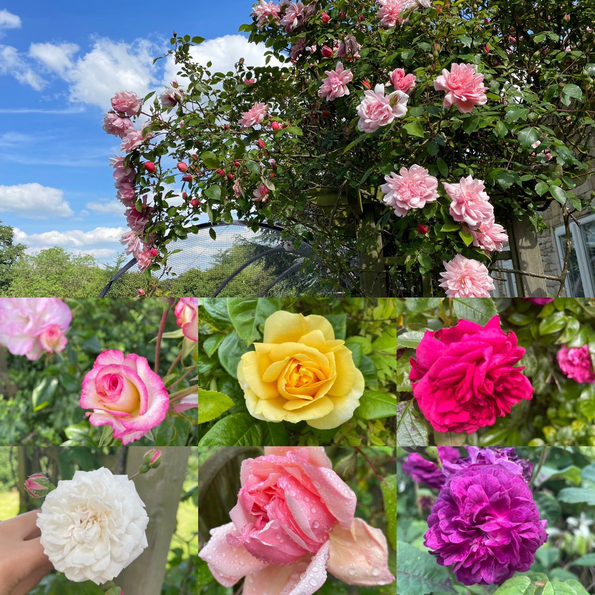 Lara - Covid is Airborne tweet media