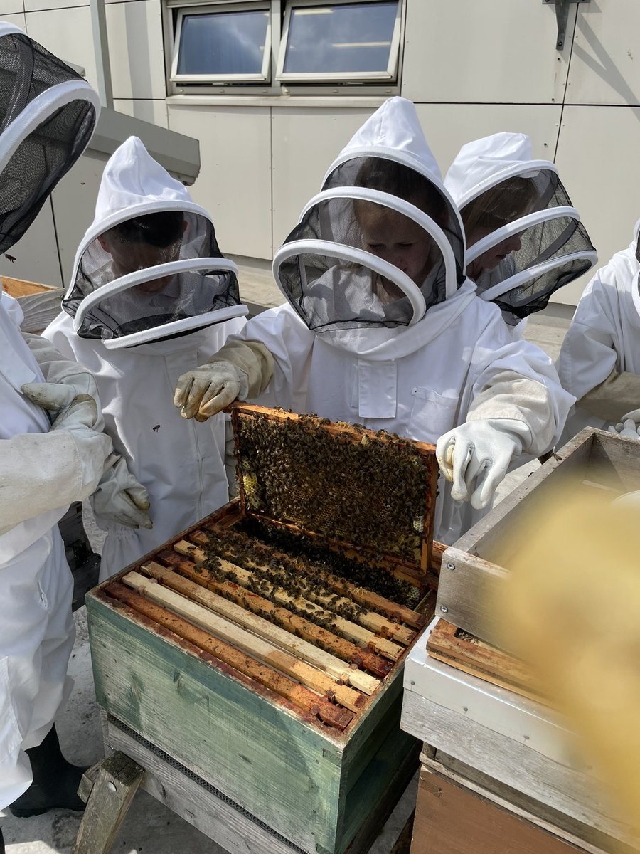 norbridge_bees tweet media