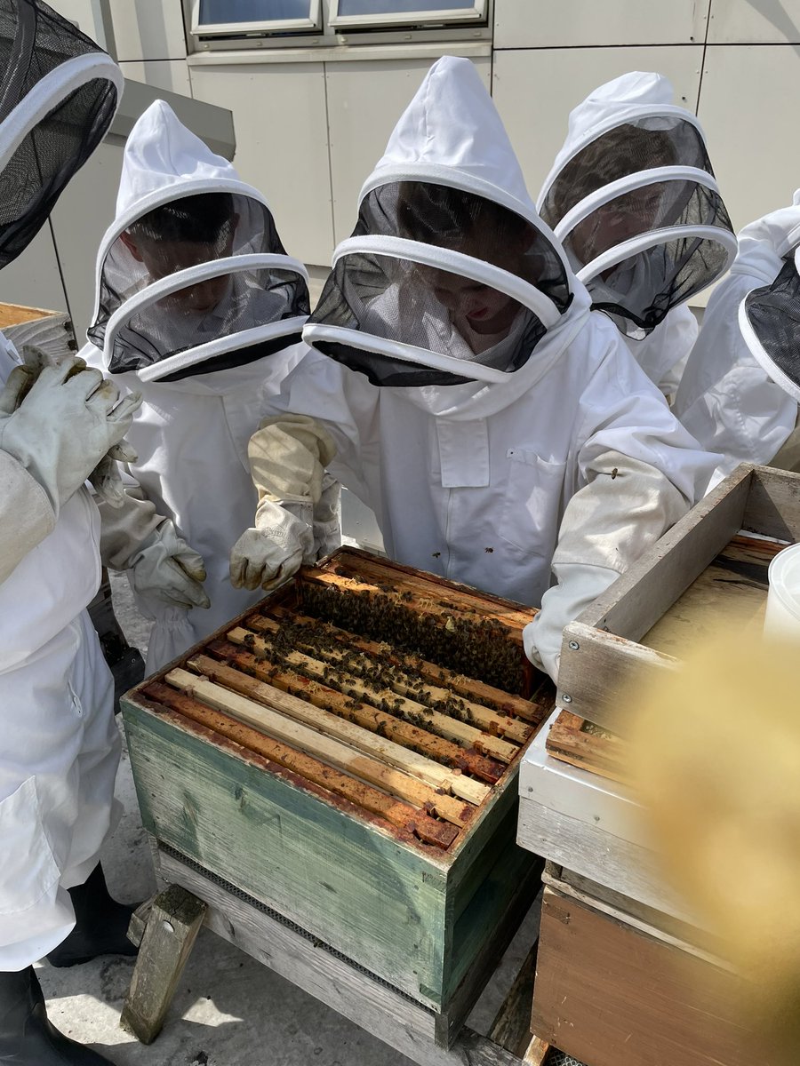 norbridge_bees tweet media