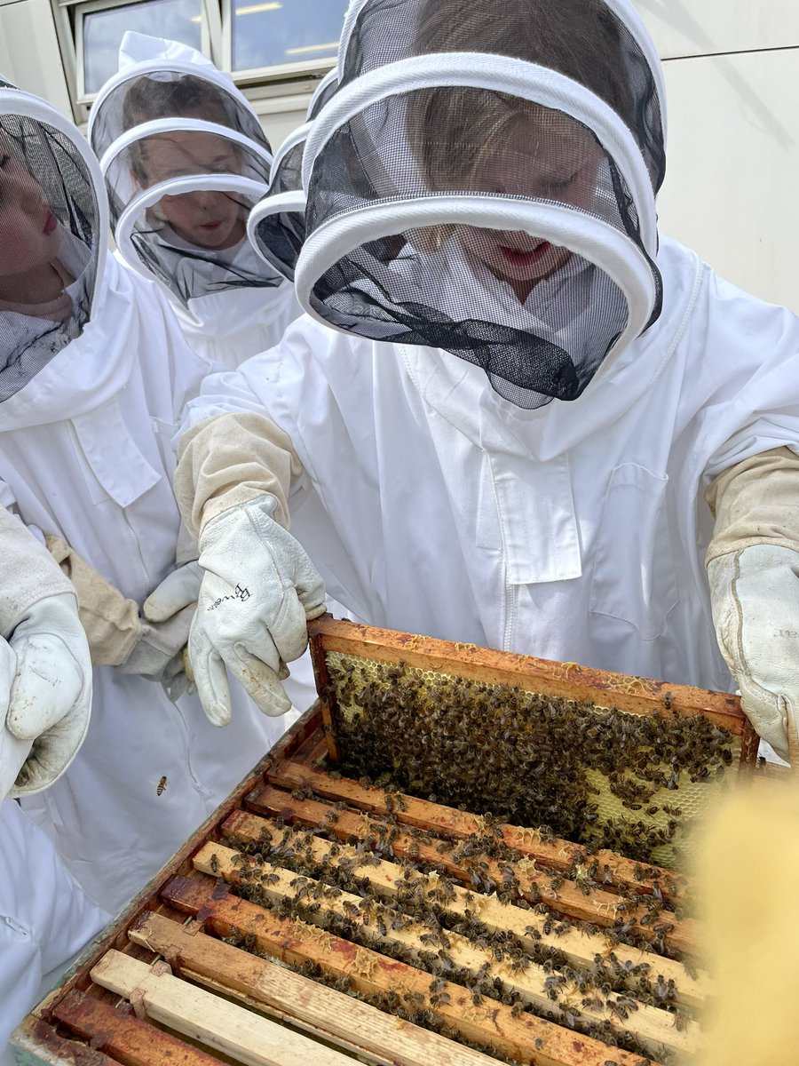 norbridge_bees tweet media