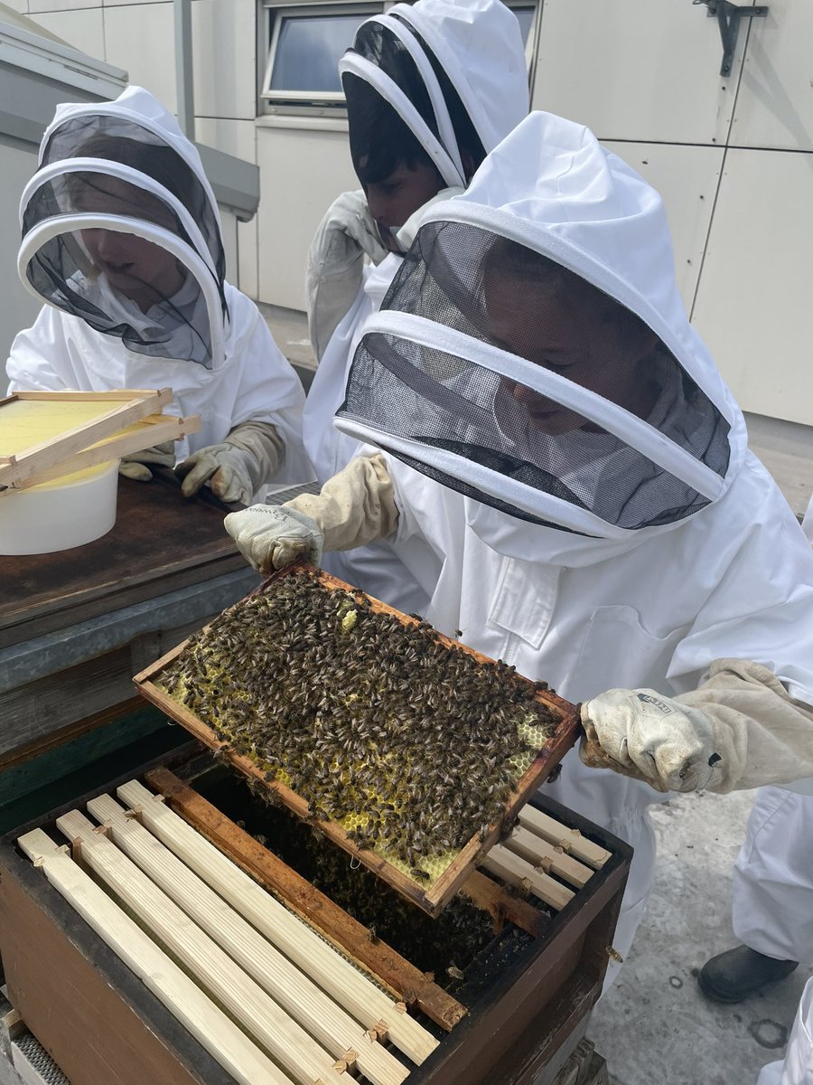 norbridge_bees tweet media