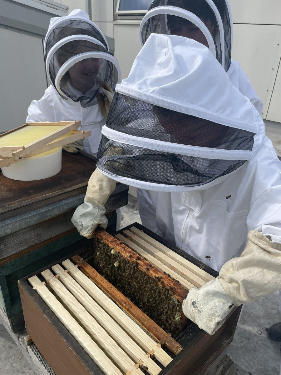 norbridge_bees tweet media