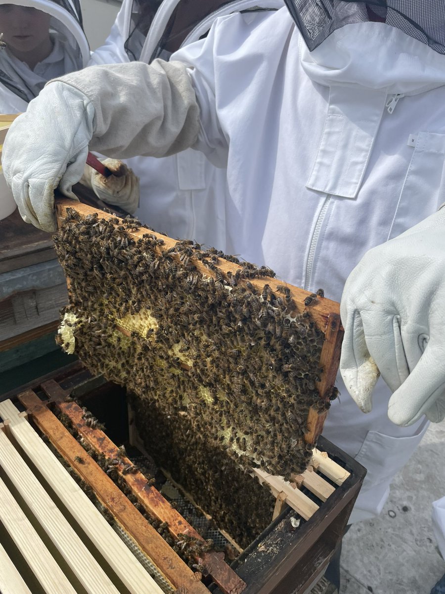 norbridge_bees tweet media