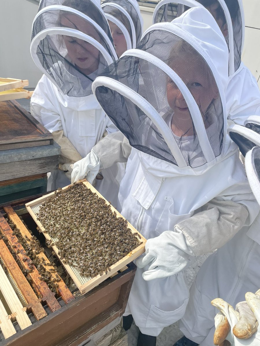 norbridge_bees tweet media