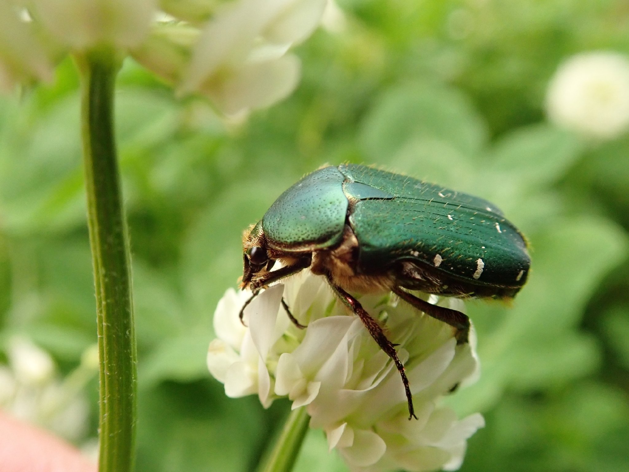 アオハナムグリ Twitter Search Twitter