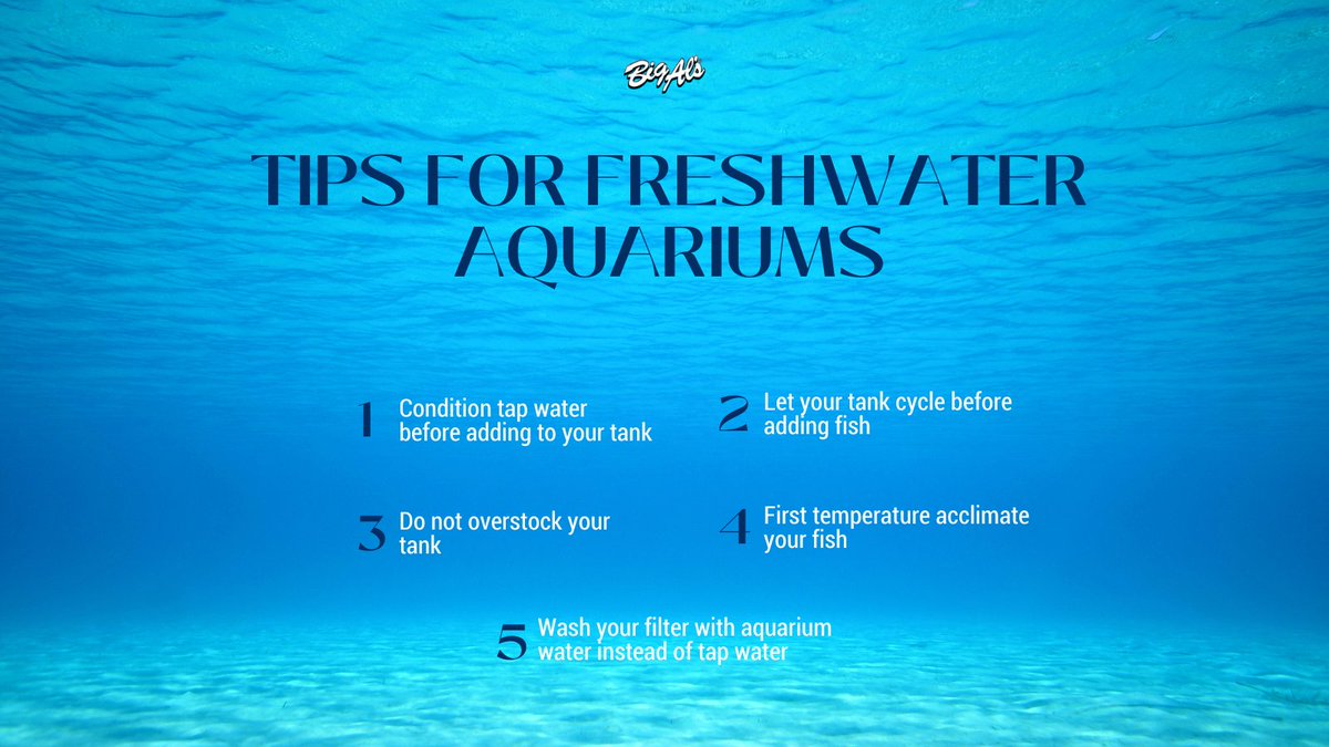 Big Al's Pets tweet media