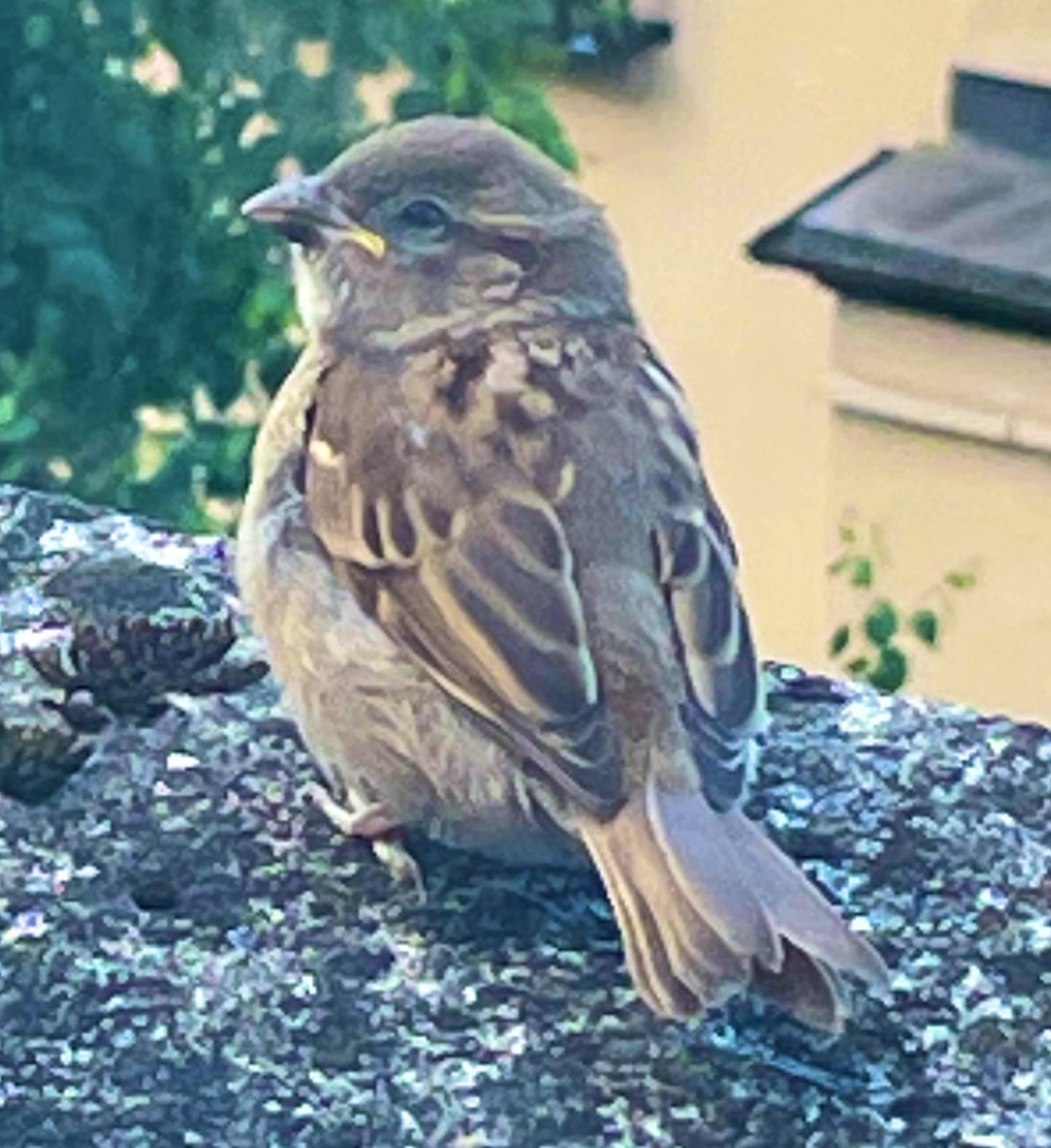 Lana_B_'s tweet photo. Look at the little baby beak with yellow edges 🥹 https://t.co/xxD50oVZ34