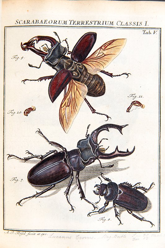 ZSLLibrary's tweet photo. #ThrowbackTuesday &amp; last year for #InsectWeek21 we featured illustrations from Rösel von Rosenhof's, 'De natuurlyke historie der insecten,'Haarlem: Bohn &amp; Wit,[1764]. We think they are so amazing we are featuring a few again. #InsectWeek22 https://t.co/NKzJRmH64s