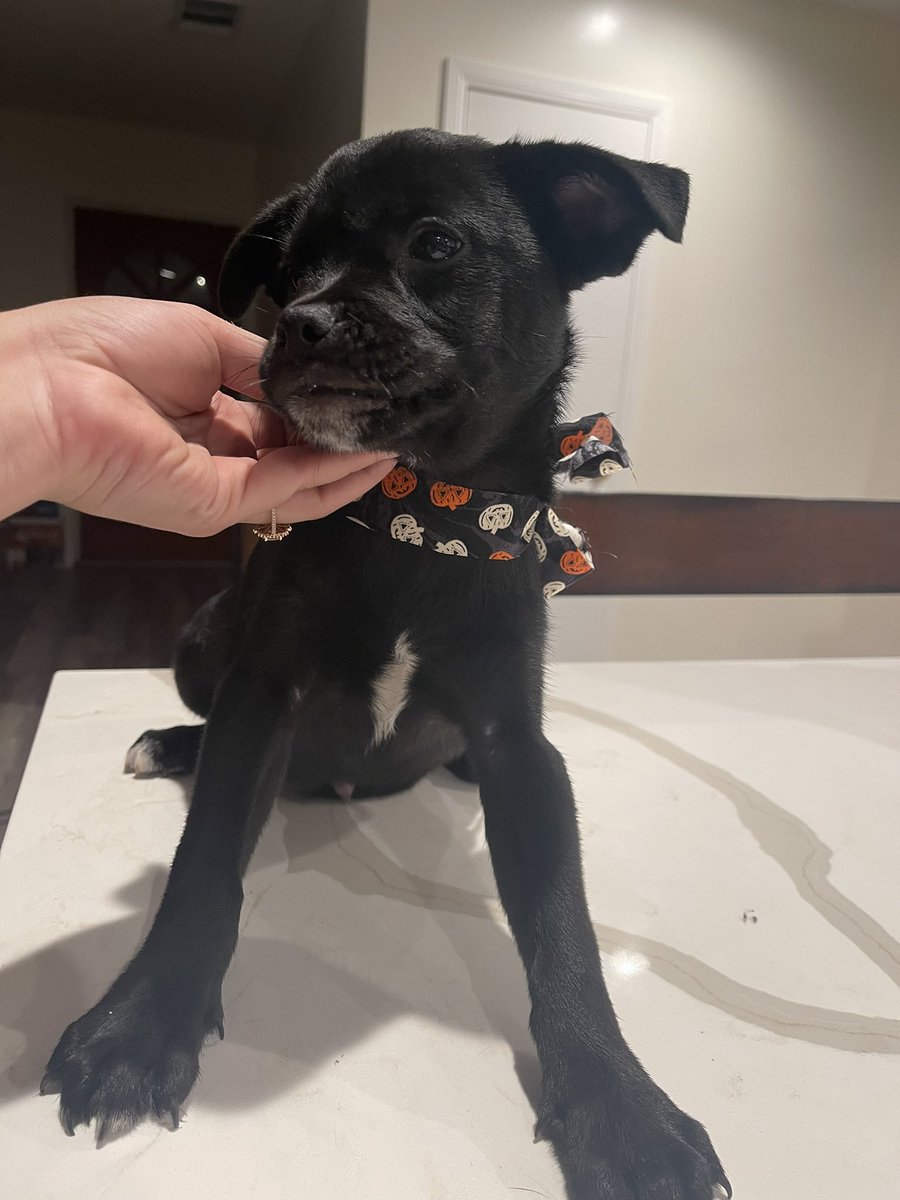 TwistAwaySara's tweet photo. Hi guys! I have puppies that are in need of a new home! They are 4 months old, super cute, and wont get that big! Sadly I donβt have room for them π I have two dogs of my own and my younger brother also has two dogs π’ just looking for a good family to take them in! #freepups https://t.co/vsdyKin0DS