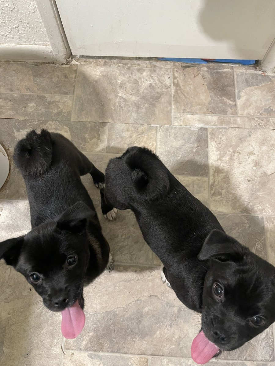 TwistAwaySara's tweet photo. Hi guys! I have puppies that are in need of a new home! They are 4 months old, super cute, and wont get that big! Sadly I donβt have room for them π I have two dogs of my own and my younger brother also has two dogs π’ just looking for a good family to take them in! #freepups https://t.co/vsdyKin0DS