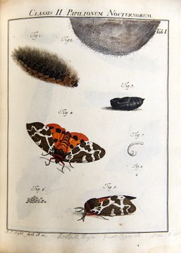 ZSLLibrary's tweet photo. #ThrowbackTuesday &amp; last year for #InsectWeek21 we featured illustrations from Rösel von Rosenhof's, 'De natuurlyke historie der insecten,'Haarlem: Bohn &amp; Wit,[1764]. We think they are so amazing we are featuring a few again. #InsectWeek22 https://t.co/NKzJRmH64s