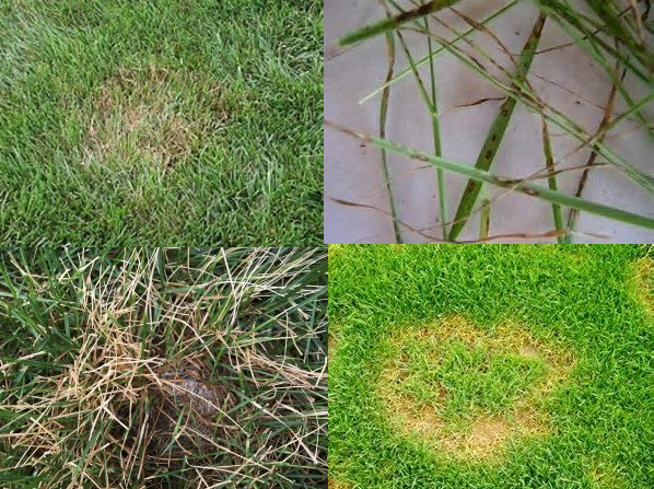 Be on the lookout for brown patch to start popping up in your lawn. After all the rain we got over the last couple weeks and now the muggy heat your turf may start to struggle with disease. Please give us a call if you are needing service. We'd be happy to help! #fungusisamongus