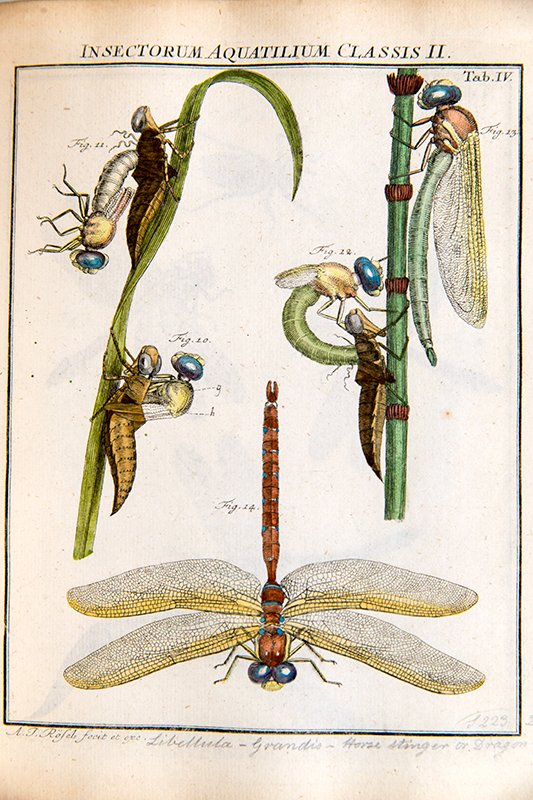 ZSLLibrary's tweet photo. #ThrowbackTuesday &amp; last year for #InsectWeek21 we featured illustrations from Rösel von Rosenhof's, 'De natuurlyke historie der insecten,'Haarlem: Bohn &amp; Wit,[1764]. We think they are so amazing we are featuring a few again. #InsectWeek22 https://t.co/NKzJRmH64s