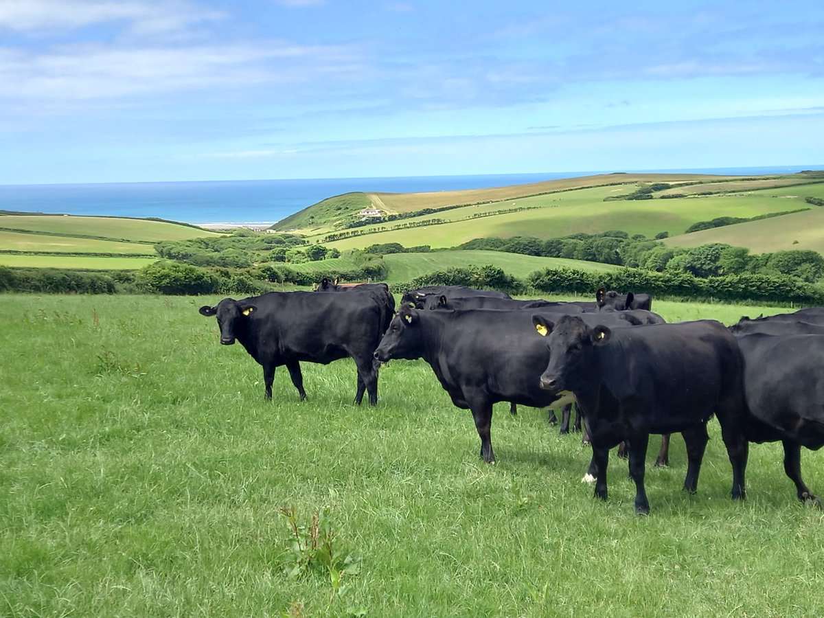 GamechangerFarm's tweet photo. I do like to be beside the sea side...
It doesn't get much better than this!
#businessofbeef #bladefarming #Integratedbeef https://t.co/r3FqCaLOB5