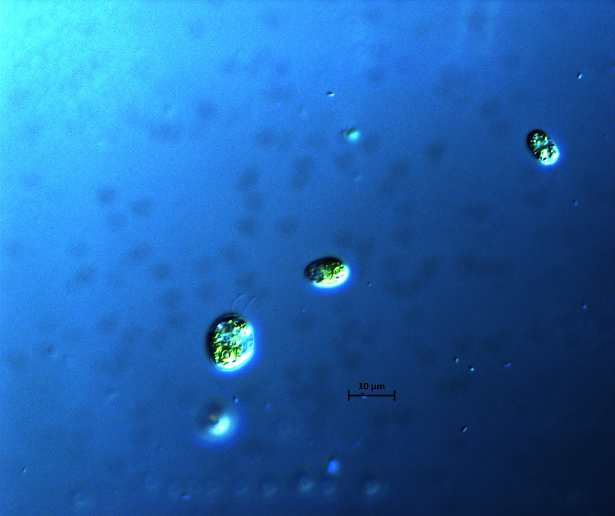 Carnegie Science (@carnegiescience) on Twitter photo New work from <a href="/CarnegiePlants/">Carnegie Plants</a>' <a href="/RedekopPetra/">Petra Redekop</a>, <a href="/esanzluque/">Emanuel Sanz Luque</a> & Arthur Grossman probes the mechanisms by which plants protect themselves from self-harm. Their work improves our understanding of one of the most-important biochemical processes on Earth. carnegiescience.edu/news/protectiv… New work from <a href="/CarnegiePlants/">Carnegie Plants</a>' <a href="/RedekopPetra/">Petra Redekop</a>, <a href="/esanzluque/">Emanuel Sanz Luque</a> & Arthur Grossman probes the mechanisms by which plants protect themselves from self-harm. Their work improves our understanding of one of the most-important biochemical processes on Earth. carnegiescience.edu/news/protectiv…