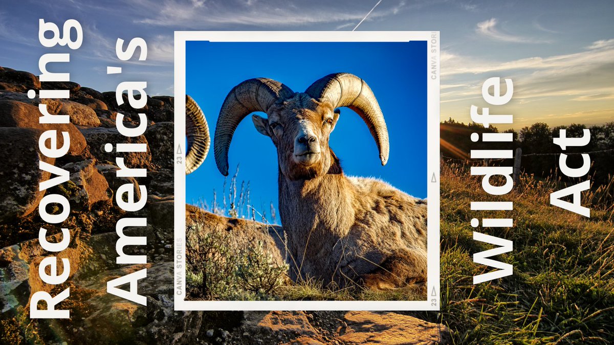 LisaKFrank1's tweet photo. Today's the day! The U.S. House of Representatives is voting on the Recovering America's Wildlife Act, which would help wildlife from big horn sheep to bumblebees thrive. Tell your representative to vote yes: https://t.co/LK80zGI0Yo #RecoverWildlife https://t.co/fMzvhvOOzR