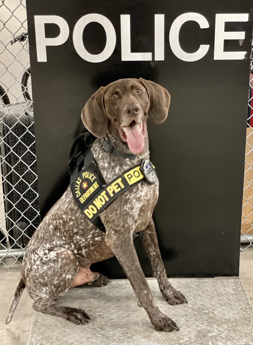 Tongue out Tuesday! #gsp #k9 #k9cop #policek9