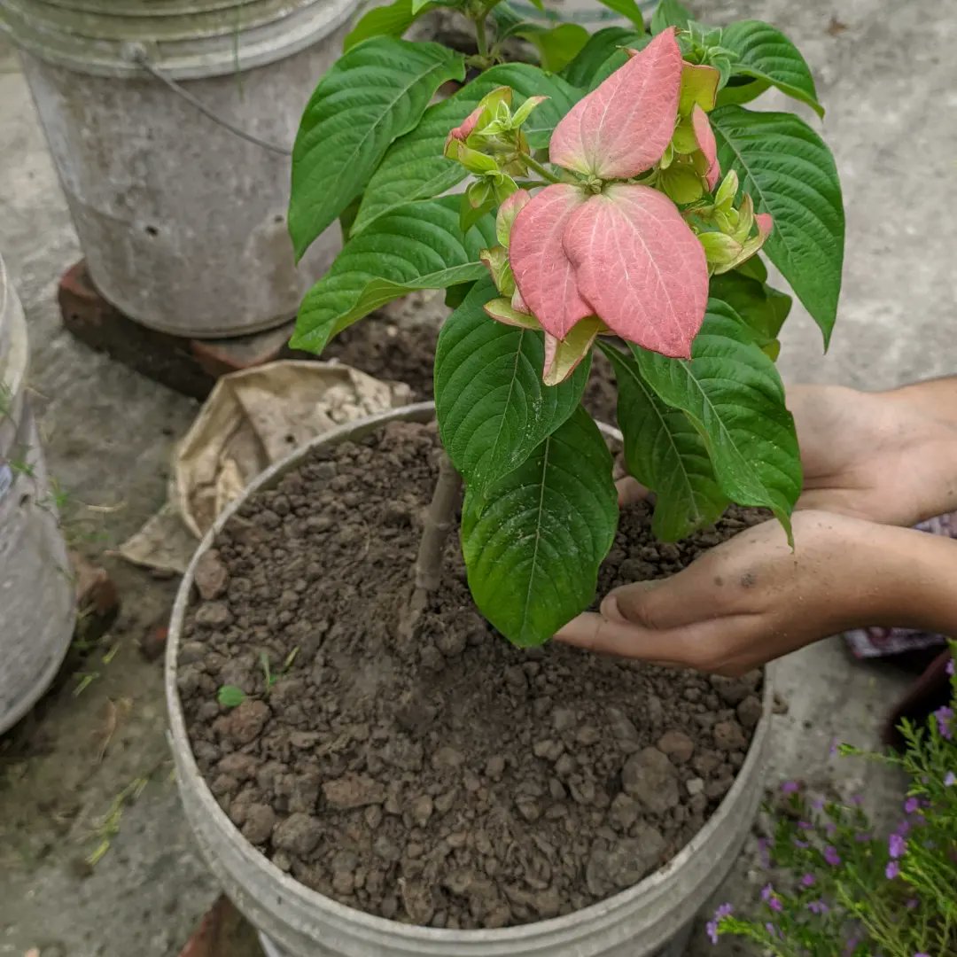 myselfArin's tweet photo. Legacy of Love.
Remembering Sushant Singh Rajput.
#RememberingSushant 
#2yearsOfInjusticeToSushant 
#plants4ssr

@itsSSR @oishi_sarker @Jannat_Firdouse @sushantxlovee @United_4SSR @shwetasinghkirt https://t.co/vrKem809HE